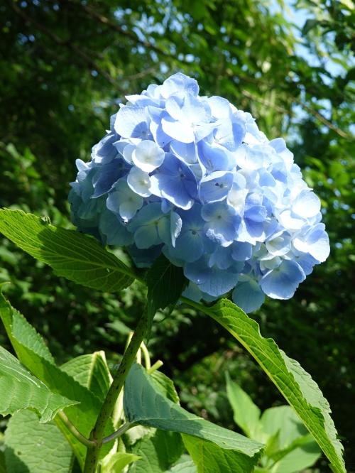 自転車でGO!&amp;岩本山公園で紫陽花を見て来ました =2022.06.09=