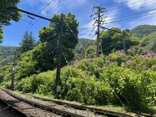 箱根　～浅間山ハイキングと、大平台のあじさい～