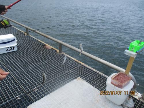 豊浜釣り桟橋７月　サバが減るサッパが来る