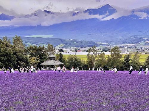 紫匂う秀峰に 映える富田のラベンダー JR北海道の「一日散歩きっぷ」で行く　ぶらり途中下車の旅 Ⅲ