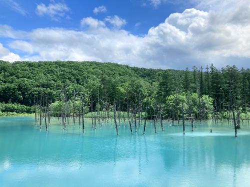 富良野日記⑨　７月　　美遊バスで青い池と四季彩の丘 美瑛散策