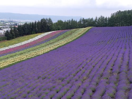 FDAで行く夏の北海道①富良野のラベンダー畑は最高でした