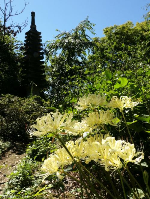 「常楽寺」の彼岸花_2022_淡黄色の花が咲き始めました。（群馬県・太田市）