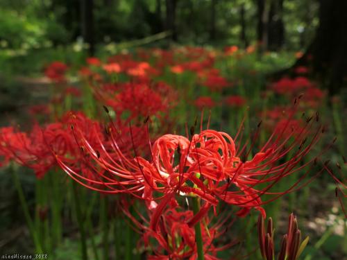「境御嶽山自然の森公園」の彼岸花_2022_白は見頃、赤も咲き始めています（群馬県伊勢崎市）