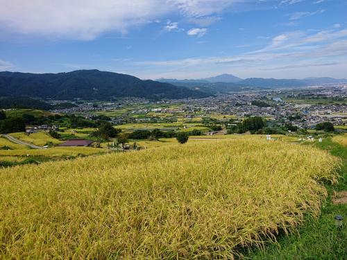 黄金色の稲穂たなびく姨捨の棚田