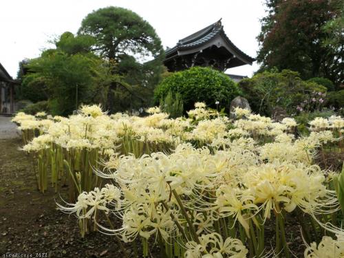 「東光寺」の彼岸花_2022_参道に”赤”、境内に”白” が咲いていましたが見頃末期でした(佐野市）