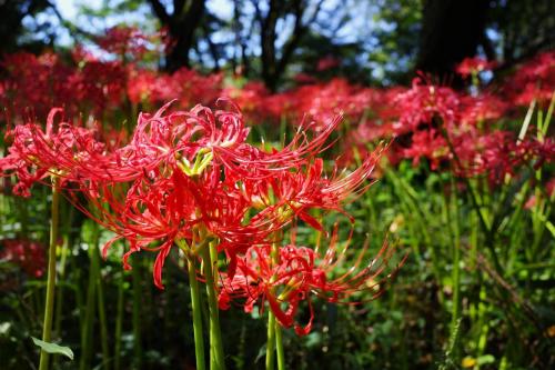 野川公園　都内の彼岸花の名所へ