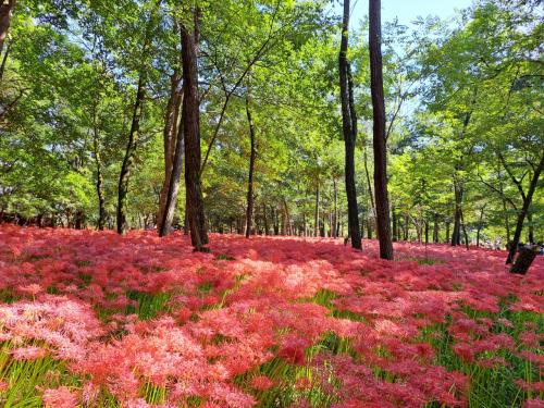 【2022年】巾着田の彼岸花へ急げ～と言われたので行ってきました。