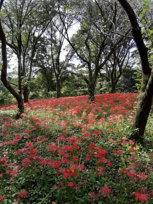 一人散歩・野川公園・曼殊沙華