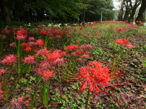 「赤城南面千本桜」の彼岸花_2022_見頃は終わって、多くの花が色褪せ萎れていました（前橋市）