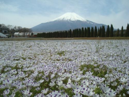 4月下旬の花の都公園。花と富士山は見飽きることがありません。