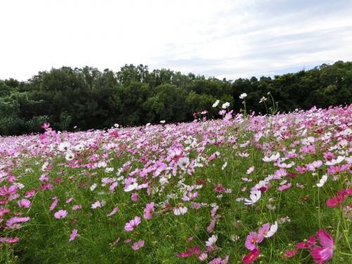 スッキリしない天気の大阪万博記念公園　自然文化園・花の丘で、「コスモス＆コキア＆ミューレンベルギア＆赤ソバの花」を楽しむ。（2022）
