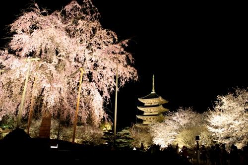 春爛漫の京都2泊3日 ①　嵐山・トロッコ・東寺ライトアップ