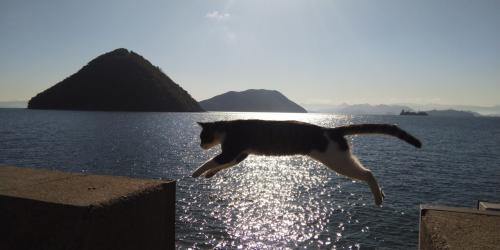ネコとうどんと青い空と(=^ェ^=)　《2日目　Amaging Jumping-Cat ～素晴らしき飛び猫の世界～》