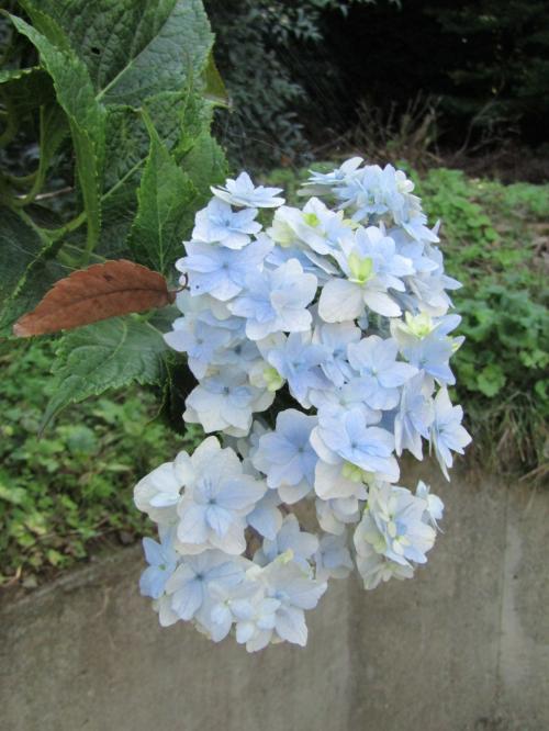 紫陽花で人気のおすすめ旅行記 ブログ 国内 フォートラベル 紫陽花で人気のおすすめ旅行記 ブログ 国内 フォートラベル