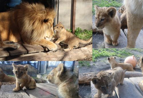 ライオンの三つ子の赤ちゃんが可愛い！　旭山動物園