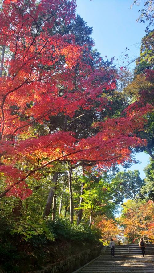 2022年紅葉巡り･長岡京光明寺