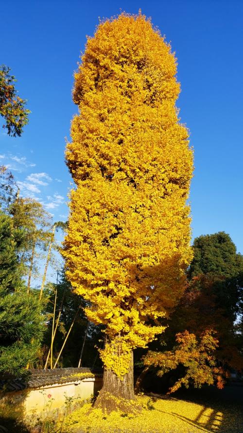 2022年紅葉巡り･亀岡穴太寺(1回目)