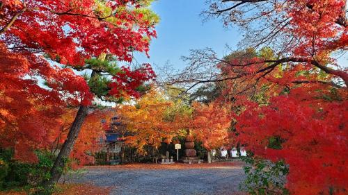 2022年紅葉巡り･八幡もみじ寺～善法律寺～