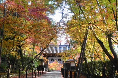 2022年晩秋の京都　その３～紅葉の盛りの粟生光明寺から田んぼの中を歩いて乙訓寺へ