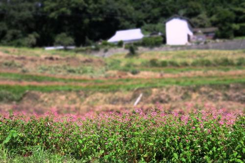 赤蕎麦の花