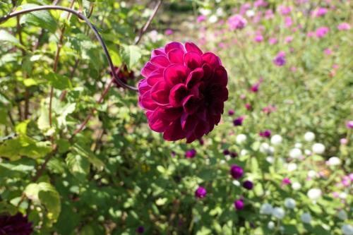秋の松茸グルメ旅♪　Vol.84 ☆東御：ヴィラデストガーデンファーム秋の花と薔薇の美しい庭園♪