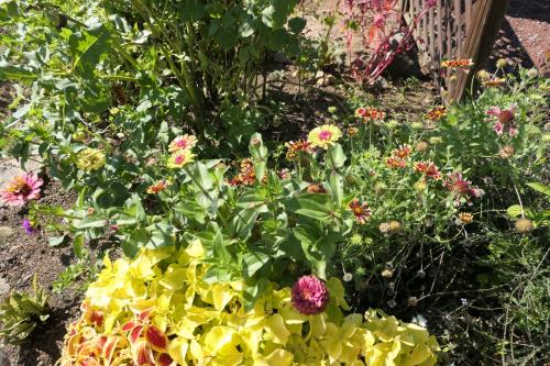 秋の松茸グルメ旅♪　Vol.92 ☆東御：ヴィラデストガーデンファーム秋の花と薔薇の美しい庭園♪