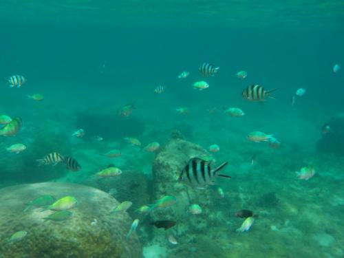2023  今年も旅は沖縄本島からの始まり。②  海物語で大量魚群の出現。その結末は如何に？