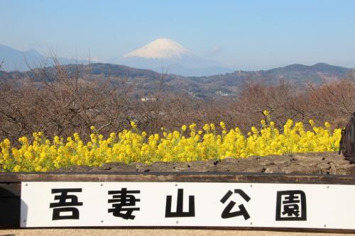 吾妻山公園の菜の花と小田原城