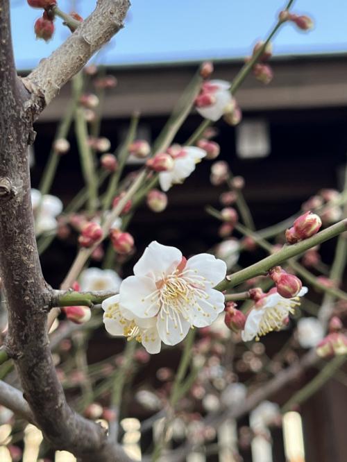 梅の花の咲き始めた湯島天神までお散歩