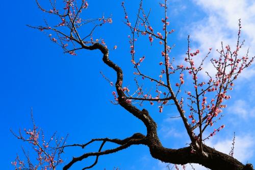 東京・梅が咲き始めた神代植物公園