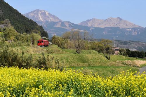 春の立野スイッチバック2021～菜の花と桜が彩る豊肥本線～（熊本）