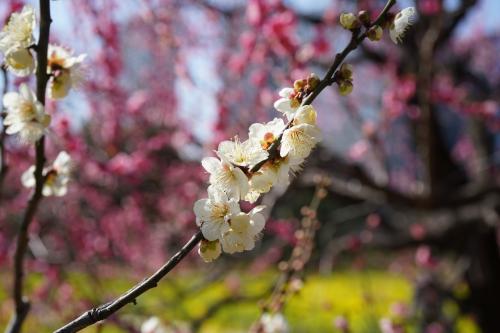 20230218-2 汐留 浜離宮庭園散歩。梅も菜の花も、随分春めいて参りました。