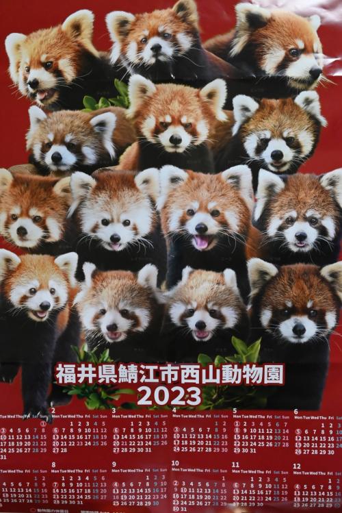 レッサーパンダはかわゆい !!!  西山動物園