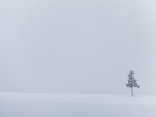 2023/2/4～7 勤続20年のご褒美旅行　白い大地・札幌と富良野はやっぱりおいしい楽しい！