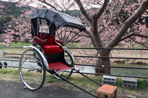 南伊豆早春の花旅・・「みなみの桜と菜の花まつり」を訪ねます。
