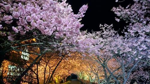 河津桜祭りとみなみ桜と菜の花祭りに行って比べて見た。