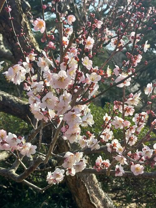 ☆ 水戸の梅を見に 偕楽園へ☆ 2023年3月 春旅 梅第1弾