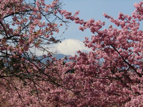 おおいゆめの里の河津桜と富士山のコラボー2023年春