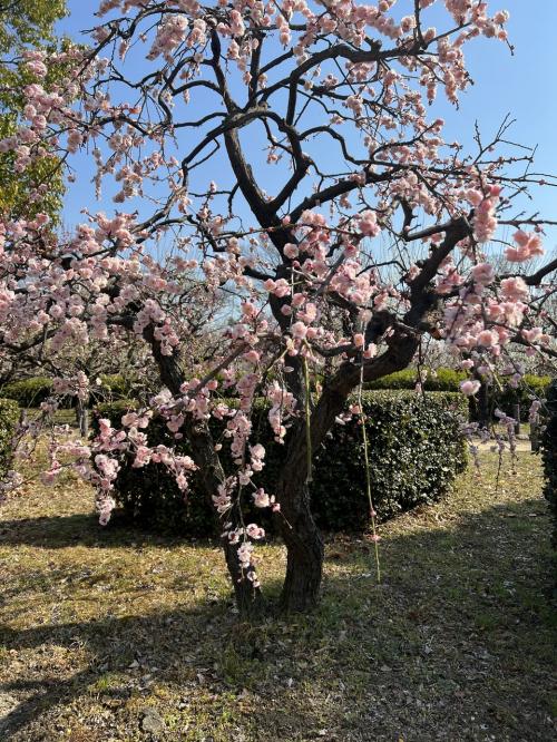 梅の花咲く大阪城公園