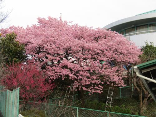 横浜の河津桜の開花は遅かったー2023年春