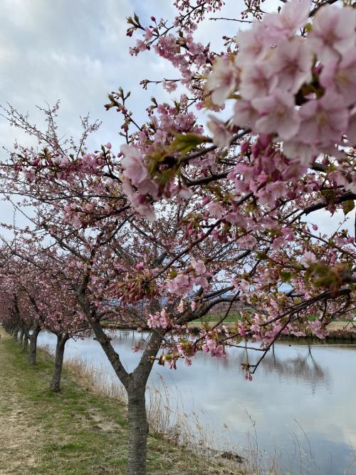 河津桜と枝垂れ梅林公園椿大神社