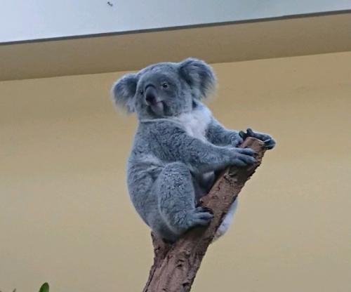 ウィーン4日目①【シェーンブルン宮殿・動物園、馬車博物館、産業技術博物館】