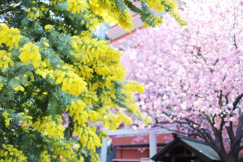 蔵前神社のミモザと河津桜