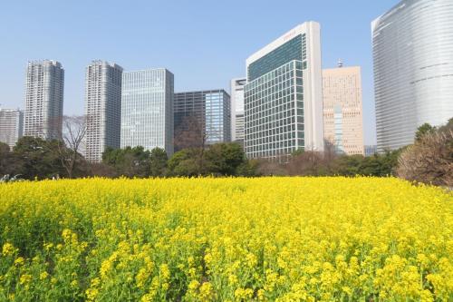 浜離宮恩賜庭園の菜の花