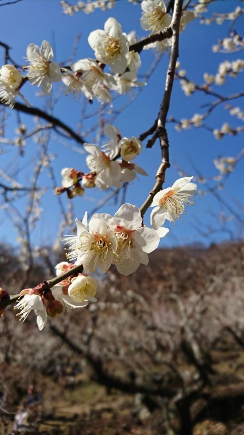 春はもうすぐ～筑波山梅まつり　おまけの早春の花