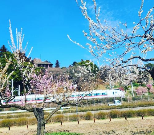 シニアトラベラー！偕楽園の梅満喫の旅②