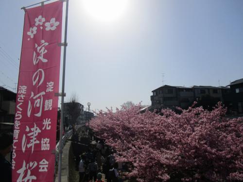 京都市　淀の河津桜と復活の京都競馬場