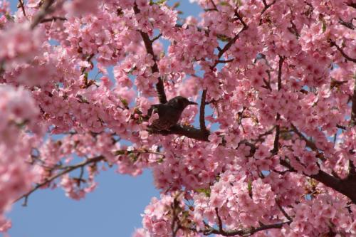 春が駆け足でやってきた！伊勢崎みらい公園の河津桜