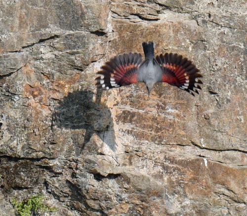 2023.2ネパールバードウォッチング旅    第5日目　チトワンからポカラへ　探鳥編